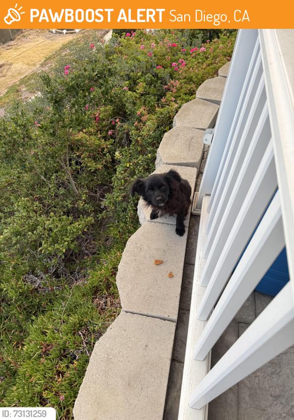 Found/Stray Unknown Dog last seen 63rd and shaules ave, San Diego, CA 92114