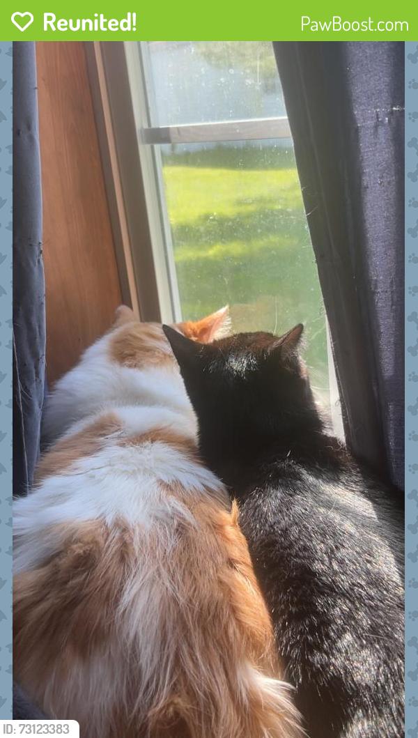 Reunited Male Cat last seen 9 mile trailer park, Mayfield, NY 12078