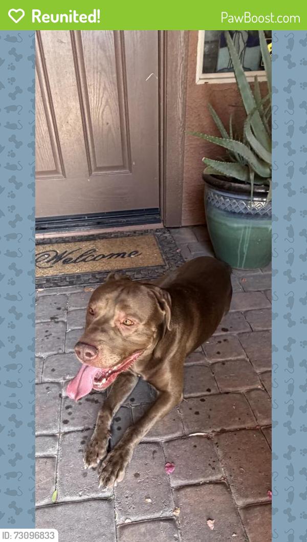 Reunited Male Dog last seen Marlette Ave and 129th, Litchfield Park, AZ 85340
