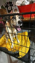 Found/Stray Female Dog last seen Middlebrook pike, Knoxville, TN 37909