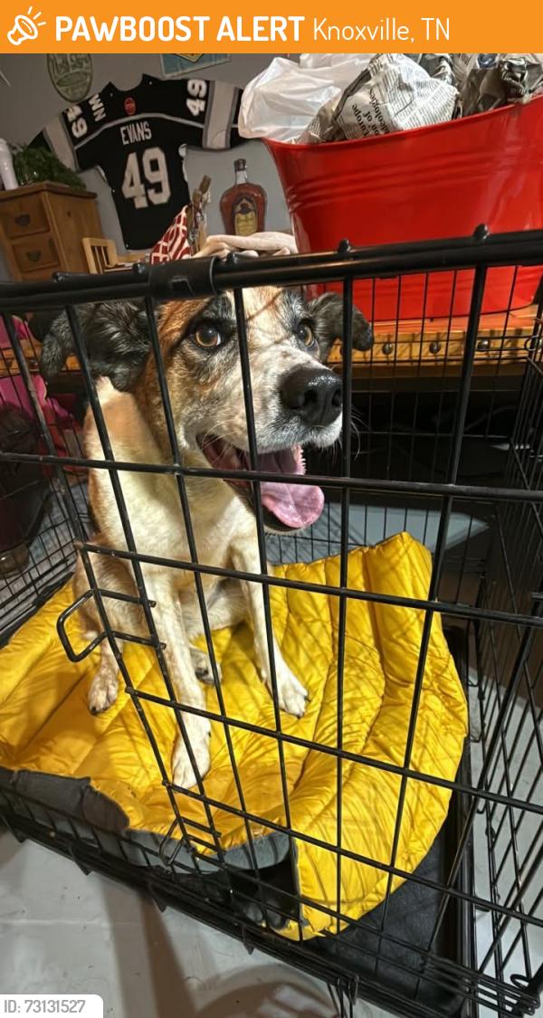 Found/Stray Female Dog last seen Middlebrook pike, Knoxville, TN 37909