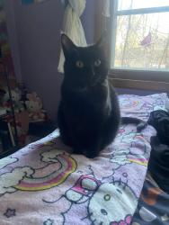 Reunited Female Cat last seen Spencer Village Ct apmts, Appleton, WI 54914
