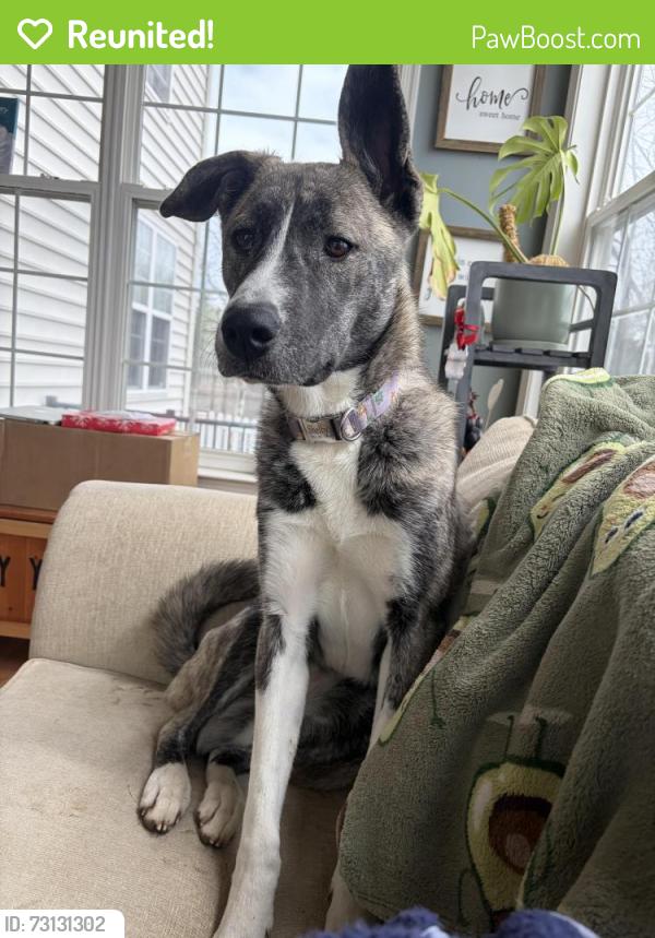 Reunited Female Dog last seen Tatham Road and rock Hill Drive, Bensalem, PA 19020