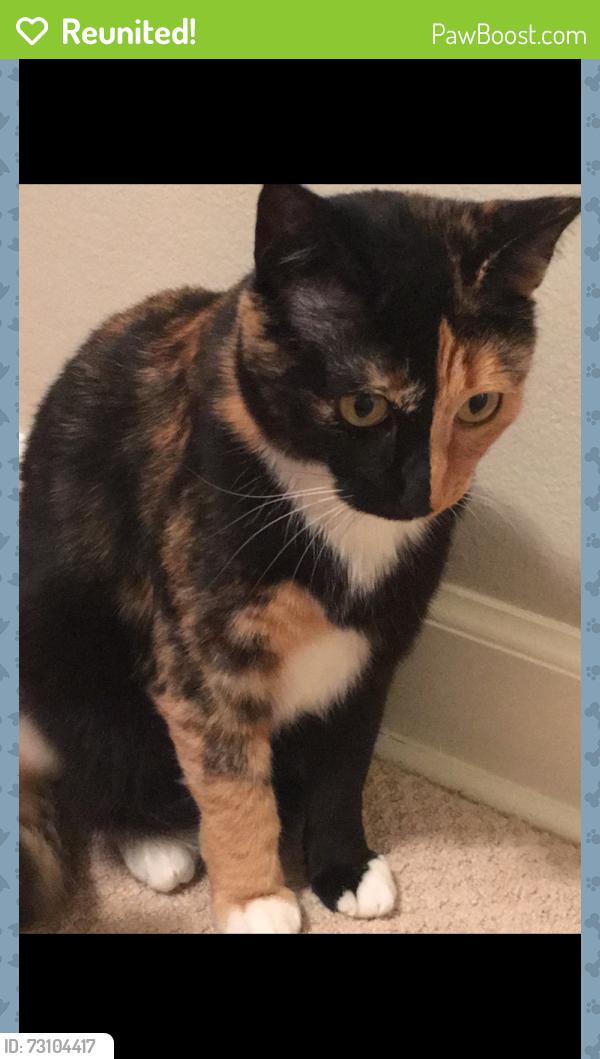 Reunited Female Cat last seen SouthMoore Neighborhood, Cherry Hills Village, CO 80111