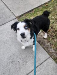 Reunited Female Dog last seen Ventura Community College, Ventura, CA 93001