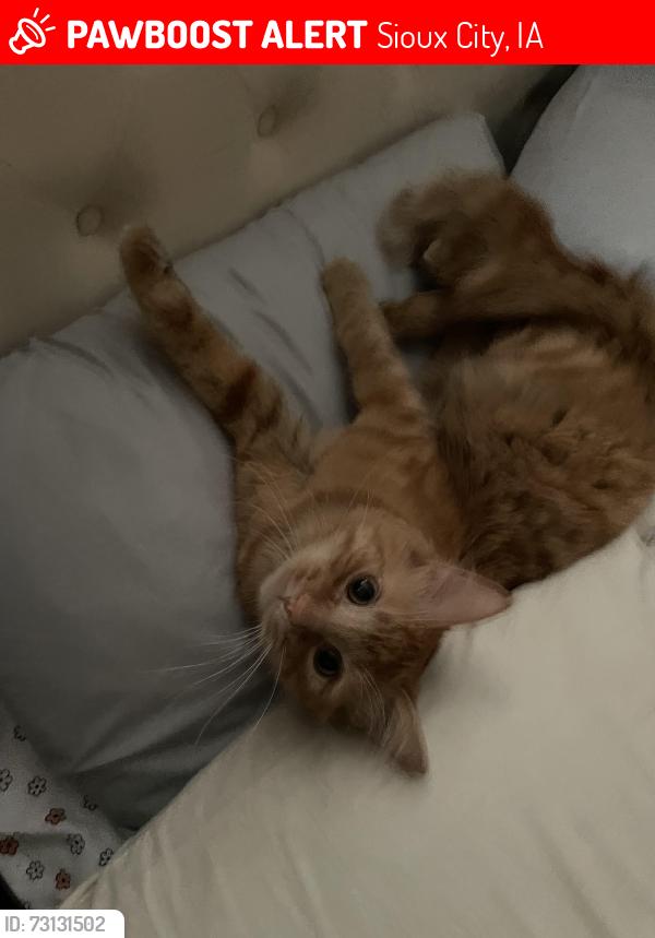 Lost Male Cat last seen River drive, Sioux City, IA 51109