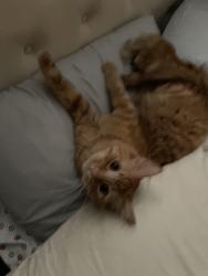 Lost Male Cat last seen River drive, Sioux City, IA 51109