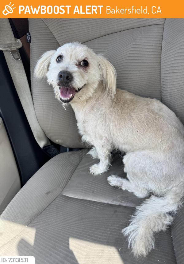 Found/Stray Male Dog last seen Rosedale North Elementary, Bakersfield, CA 93301