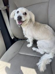 Found/Stray Male Dog last seen Rosedale North Elementary, Bakersfield, CA 93301