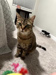Found/Stray Female Cat last seen Pioneer Ridge Neighborhood, Johnstown, CO 80534