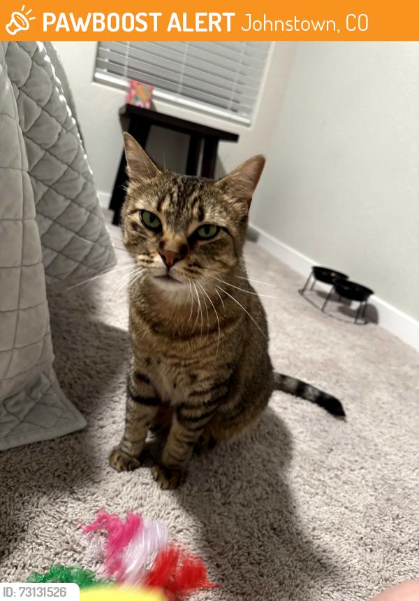 Found/Stray Female Cat last seen Pioneer Ridge Neighborhood, Johnstown, CO 80534