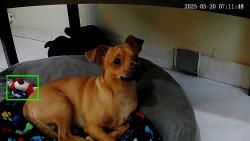 Reunited Male Dog last seen Close Sedanos Supermarket, Hollywood, FL 33021