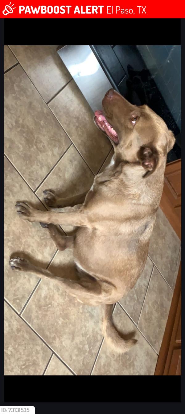 Lost Female Dog last seen Montana vista, El Paso, TX 79938