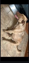 Lost Female Dog last seen Montana vista, El Paso, TX 79938