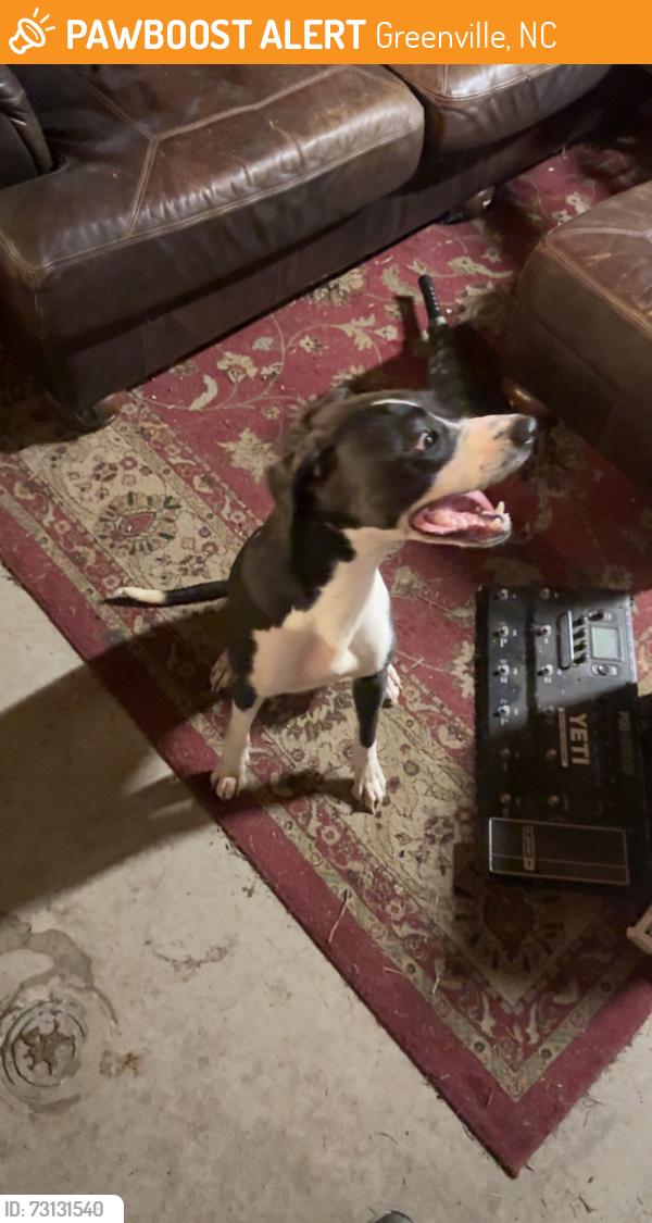 Found/Stray Female Dog last seen Cedar st and Jefferson st, Greenville, NC 27858