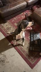 Found/Stray Female Dog last seen Cedar st and Jefferson st, Greenville, NC 27858