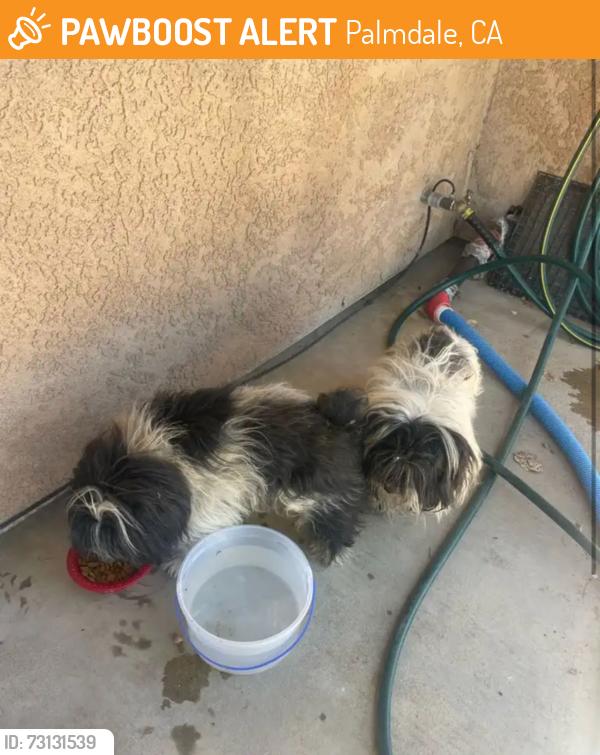 Found/Stray Unknown Dog last seen Unknown, Palmdale, CA 93350