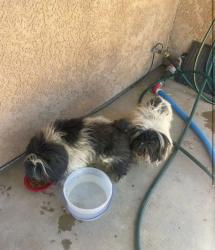 Found/Stray Unknown Dog last seen Unknown, Palmdale, CA 93350