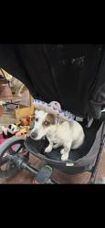Lost Female Dog last seen Roll cast, Royse City, TX 75189