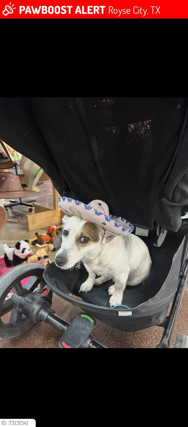 Lost Female Dog last seen Roll cast, Royse City, TX 75189