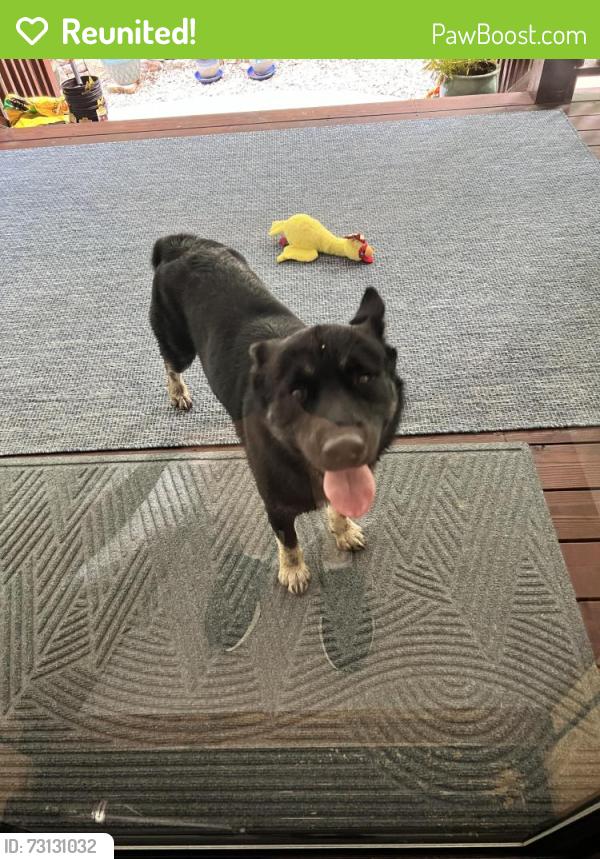 Reunited Male Dog last seen Near Williamson creek road Pisgah Forest NC, Pisgah Forest, NC 28768
