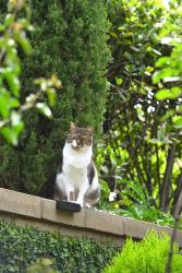 Lost Male Cat last seen Tesoro / Modena, Irvine, CA 92618