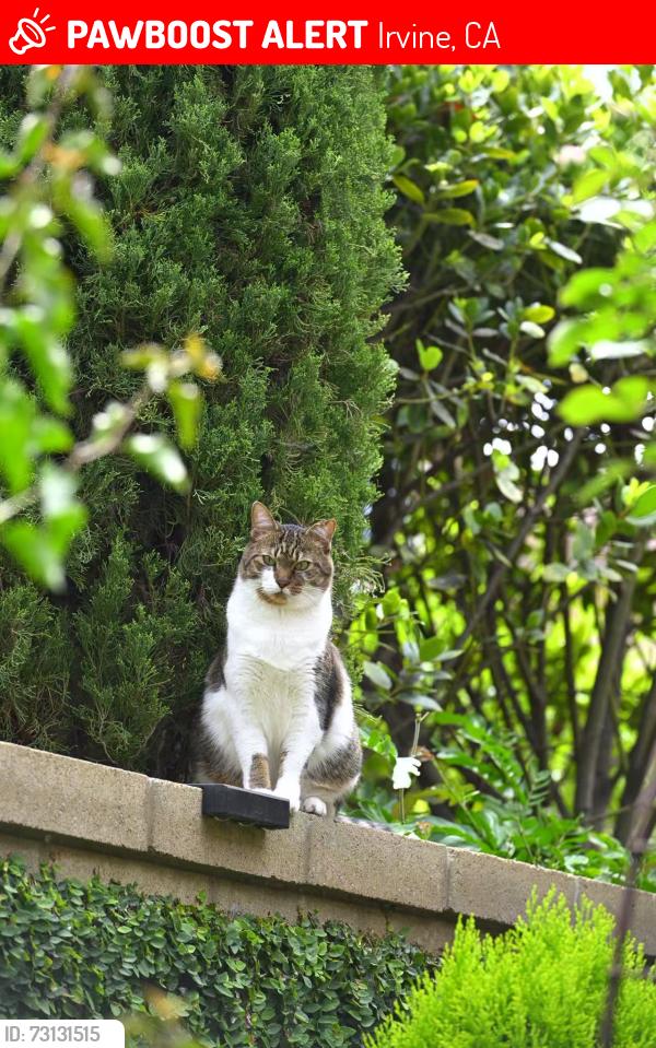 Lost Male Cat last seen Tesoro / Modena, Irvine, CA 92618