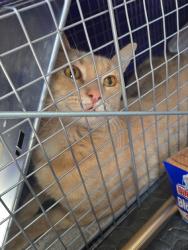 Found/Stray Male Cat last seen 9th, Riverside, CA 92501