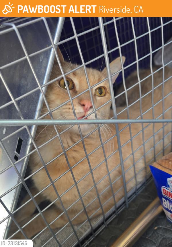 Found/Stray Male Cat last seen 9th, Riverside, CA 92501