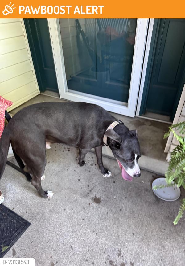 Found/Stray Male Dog last seen Highlife/ ross, Creve Coeur Township, MO 63146