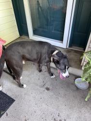 Found/Stray Male Dog last seen Highlife/ ross, Creve Coeur Township, MO 63146