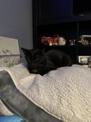 Lost Female Cat last seen Treasure Hills Drive Tesoro viejo, Madera, CA 93636