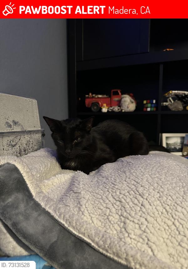 Lost Female Cat last seen Treasure Hills Drive Tesoro viejo, Madera, CA 93636