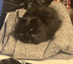Lost Female Cat last seen Near Royal Lytham Dr., Columbia, MO 65203