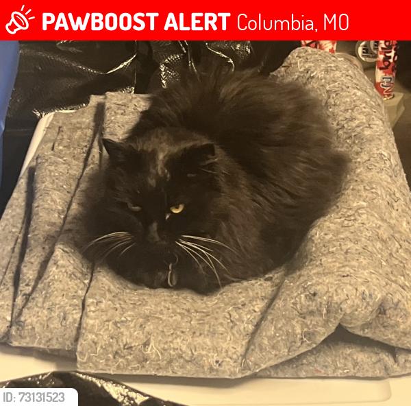 Lost Female Cat last seen Near Royal Lytham Dr., Columbia, MO 65203