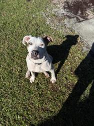 Reunited Female Dog last seen Paar and Earnest St, Port St. Lucie, FL 34953