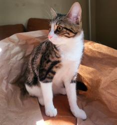 Lost Female Cat last seen Near Bordeaux Street, New Orleans, LA 70115