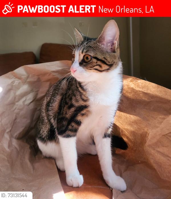 Lost Female Cat last seen Near Bordeaux Street, New Orleans, LA 70115