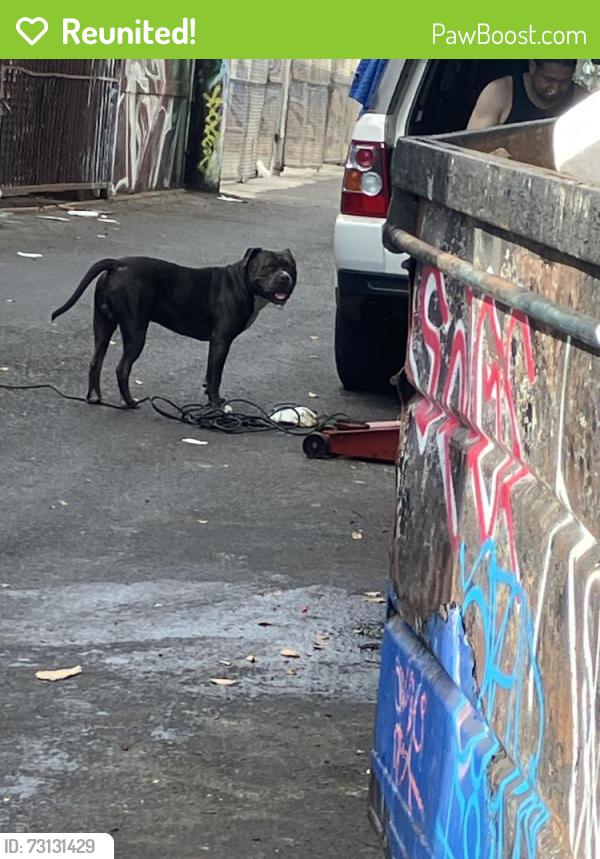 Reunited Male Dog last seen Venice / Hope st, Los Angeles, CA 90015