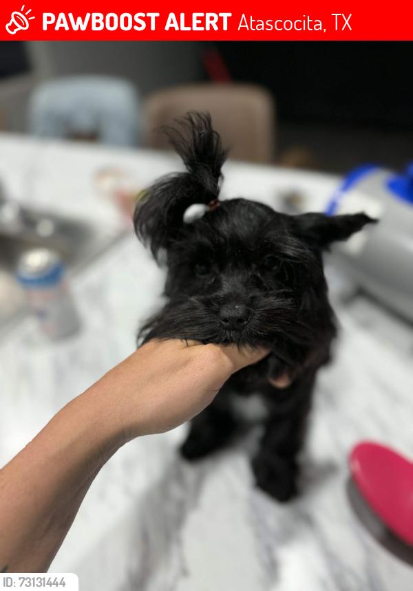 Lost Male Dog last seen Walden Forest dr, Atascocita, TX 77346