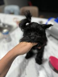 Lost Male Dog last seen Walden Forest dr, Atascocita, TX 77346