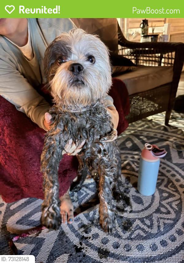 Reunited Male Dog last seen Addison park, Hillstown Road, Bush Hill Road, Glastonbury, CT 06033