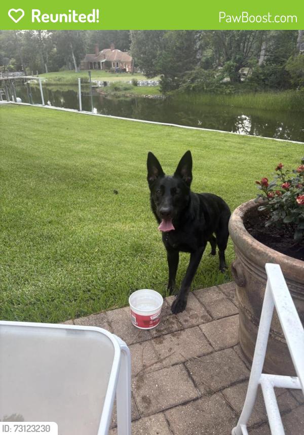 Reunited Female Dog last seen Chewink ct and bobolink dr, Virginia Beach, VA 23451