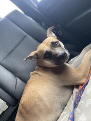 Reunited Female Dog last seen Near Panorama Ln, Santa Cruz, CA 95060, USA, Santa Cruz, CA 95060