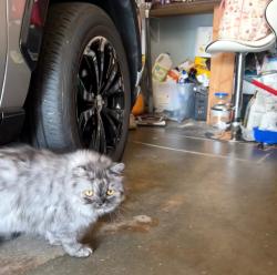 Found/Stray Female Cat last seen Planta a neighborhood Fishers IN, Fishers, IN 46038