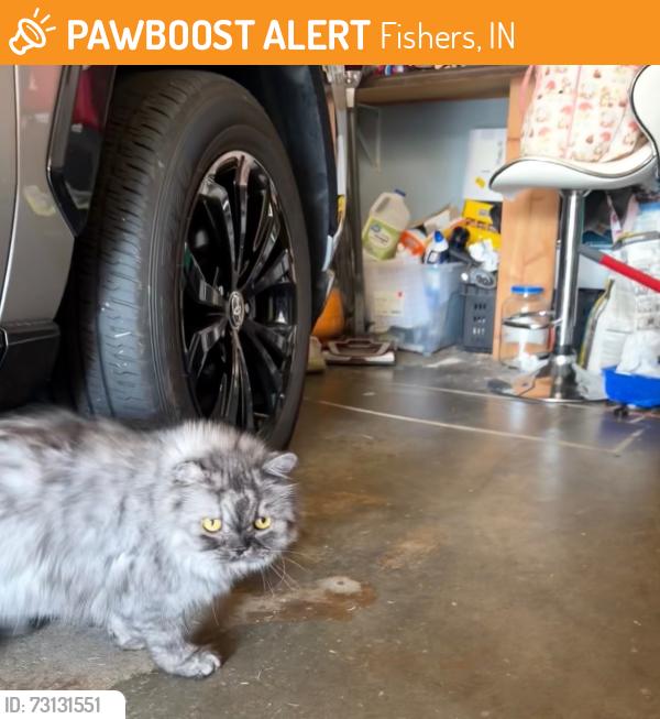 Found/Stray Female Cat last seen Planta a neighborhood Fishers IN, Fishers, IN 46038