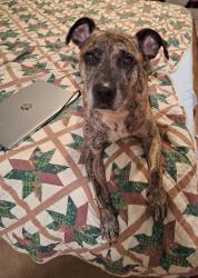 Reunited Male Dog last seen Riverview Park, Reading, PA 19605