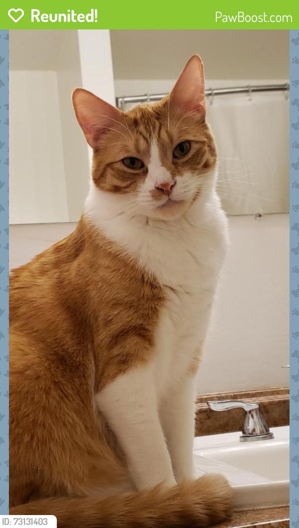 Reunited Male Cat last seen Near SW 188th Ave, Aloha, OR 97007, USA, Aloha, OR 97007