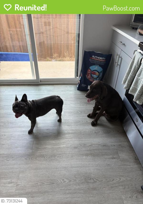 Reunited Male Dog last seen Chapel Creek Cottages, Fort Worth, TX 76108