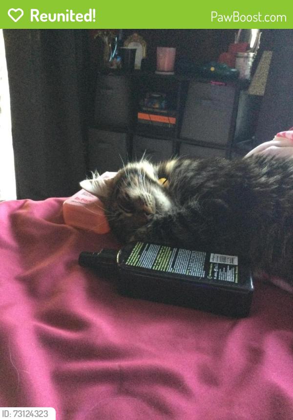 Reunited Male Cat last seen keene rd largo, Largo, FL 33771